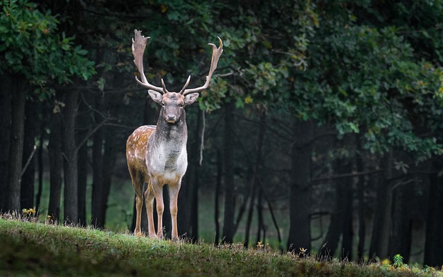 Wildpark Freisen